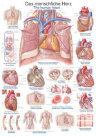 Anatomische Lehrtafel Das menschliche Herz Erlerzimmer 70 x 100 cm Kunststoff-Folie, mit Beleistung (1 Stück), Detailansicht