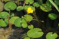 Nymphoides peltata waterplanten