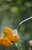 Gardena 11130-20 garden sprayer Backpack garden sprayer 5 L