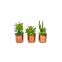 Artificial Succulents in Copper Pots 3 Pack - 19cm, Green