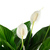 10er-Set Einblatt 4-8 Blüten/Knospen - Spathiphyllum - Höhe ca. 70 cm, Topf-Ø 17