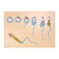 Modell der Spermatogenese, Schnittmodell Heinescientific (1 Stück) , Detailansicht