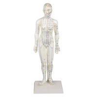 Akupunkturfigur weiblich 45 cm, Anatomie Modell, Anatomische Lehrmittel