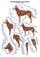 Lehrtafel Muskulatur des Hundes Erlerzimmer 70 x 100 cm Kunststofffolie mit Metallbeleistung (1 Stück), Detailansicht
