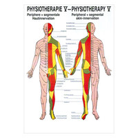 Hautinnervation Mini-Poster Anatomie 34x24 cm medizinische Lehrmittel, Nicht Laminiert