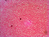 Levenhuk N38 NG Glas Mikroskop-Objektträger