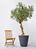 Luxury Artificial Silk Bespoke Olive Tree Deluxe on Coffee Stem in Pot - 200cm, Green