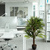 Kunstpflanze / Kunstbaum MANGO grün hjh OFFICE