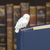 Paladone Hedwig Bookmark Format relié Multicolore 1 pièce(s)