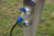 as-Schwabe 61486 prise de courant électrique Noir, Bleu, Gris 3P