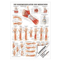 Handmuskulatur Mini-Poster Anatomie 34x24 cm medizinische Lehrmittel, Laminiert