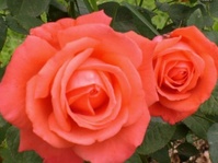Roos Rosa 'Orange Delight'