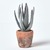 Aloe Vera Succulent, in Decorative Rustic Terracotta Pot, 210 mm