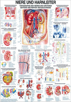 Rüdiger-Anatomie TA24 lam Plakat 70 x 100 cm