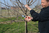 Felco 8 pruning shears Anvil Red