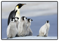 PP-Schreibunterlage Mini-PosterPad Pinguine