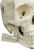Rüdiger-Anatomie A200 human skeleton/bone model Skelett