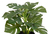 Dekomat AG Philodendron x 14 im Topf