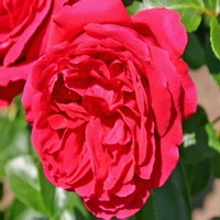 Roos Rosa Red Eden Rose