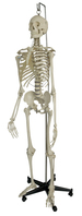 Rüdiger-Anatomie A201 Medizinische Trainingspuppe