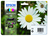 Epson Daisy Multipack 4 Farben 18 Claria Home Ink