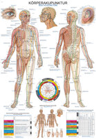 Anatomische Lehrtafel Körperakupunktur Erlerzimmer 50 x 70 cm Kunststoff-Folie, mit Beleistung (1 Stück), Detailansicht