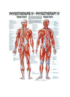 Rüdiger-Anatomie Phys IV lam Plakat 50 x 70 cm