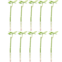 10er-Set Glücksbambus gerade - Höhe ca. 50 cm, Topf-Ø 5 cm - Lucky Bamboo