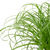 Echtes Katzengras - Cyperus alternifolius "Zumula" - Höhe ca. 30 cm, Topf-Ø 12 c
