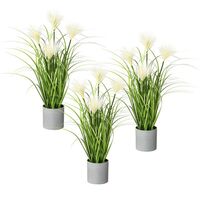 Sedge