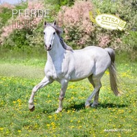 Bildkalender Pferde, 30x60cm ALPHA 104070
