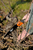 Bahco 396-JT sierra Serrucho plegable de corte por tracción Negro, Naranja
