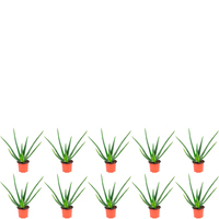 10er-Set Echte Aloe - Aloe vera - Höhe ca. 40 cm, Topf-Ø 12 cm