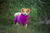 Deek Dogs ART170421 Kleidung für Hunde & Katzen M Beere Baumwolle Hund Bademantel