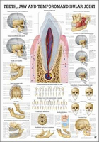 Rüdiger-Anatomie CH60 lam Plakat 70 x 100 cm