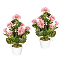 Geranium bush, UV resistant