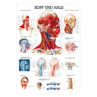 Kopf und Hals Lehrtafel Anatomie 100x70 cm medizinische Lehrmittel, Nicht Laminiert