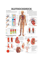 Rüdiger-Anatomie PO32 lam Plakat 70 x 50 cm