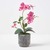 Pink Orchid Phalaenopsis, in Cement Pot, 400 mm