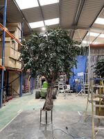 Artificial Large Bespoke Resin Ficus Tree - 300cm, Green