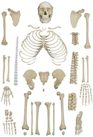 Rüdiger-Anatomie A202 Medizinische Trainingspuppe