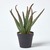 Aloe Vera Succulent, in Black Pot, 300 mm