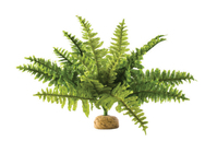 Exo Terra Boston Fern - Medium Pflanzen 1 Stück(e)