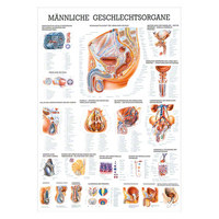 Männliche Geschlechtsorgane Lehrtafel Anatomie 100x70 cm medizinische Lehrmittel, Nicht Laminiert