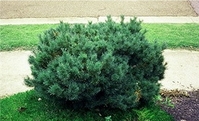 Den Pinus sylv. 'Glauca'