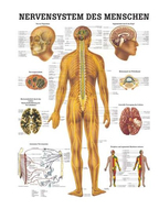 Rüdiger-Anatomie TA05 Plakat 70 x 100 cm