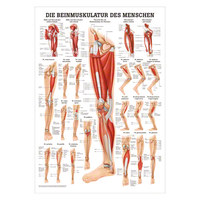 Die Beinmuskulatur Mini-Poster Anatomie 34x24 cm medizinische Lehrmittel, Nicht Laminiert