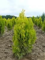 Thuja orient. 'Pyramidalis Aurea'