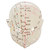 Akupunkturmodell Kopf 20 cm, Anatomie Modell, Anatomische Lehrmittel