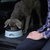 Hunter Travel bowl Road Refresher Hund Haustiertränke